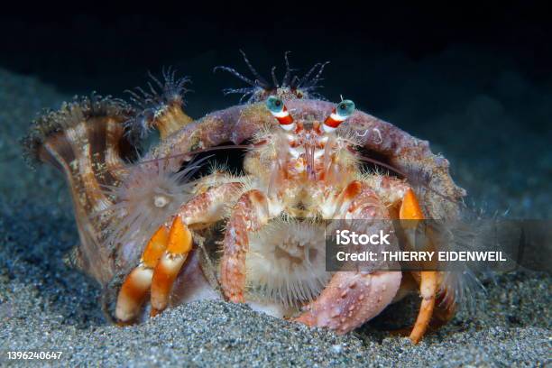 Hermit Crab With Anemones Stock Photo - Download Image Now - Hermit Crab, Sea Anemone, Anemone Hermit Crab - iStock Hermit Crab With Anemones Stock Photo - Download Image Now - Hermit Crab, Sea Anemone, Anemone Hermit Crab - iStock