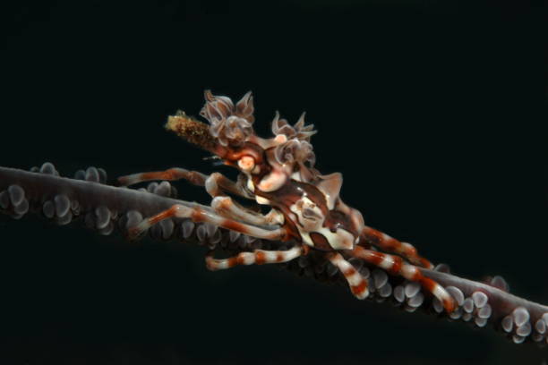 istock Tropical crabs , Xeno crab 1396240737