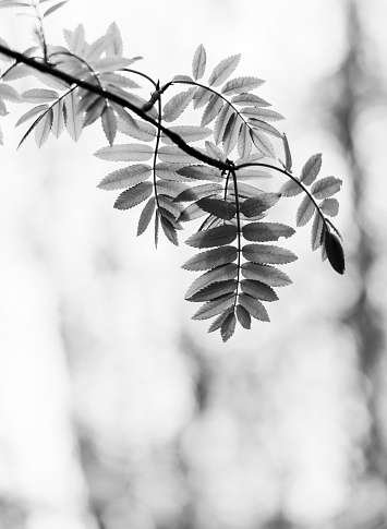 Leaf of the Rowan tree
