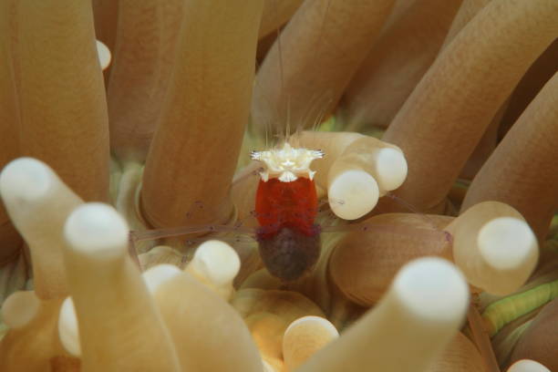 istock Popcorn shrimp or Periclimenes kororensis 1396241741