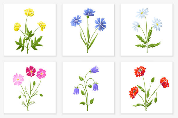 ilustraciones, imágenes clip art, dibujos animados e iconos de stock de conjunto de diferentes flores silvestres de colores brillantes - single flower flower daisy chamomile