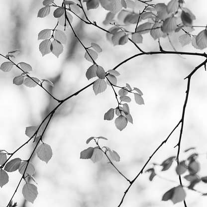 Birch tree leaves in black and white