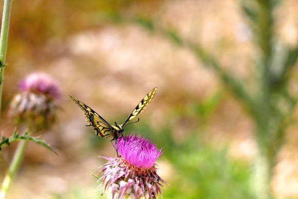 istock Old World Swallowtail Butterfly 1396244050