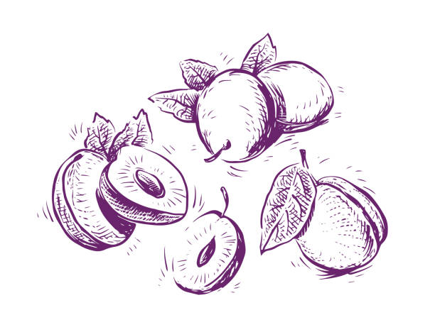 эскиз слив - plum stock illustrations