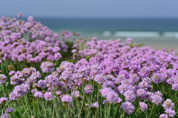 Spring wildflowers by the coast.
