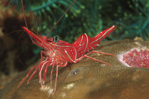 istock Durban dancing shrimp or Rhynchocinetes durbanensis 1396244526
