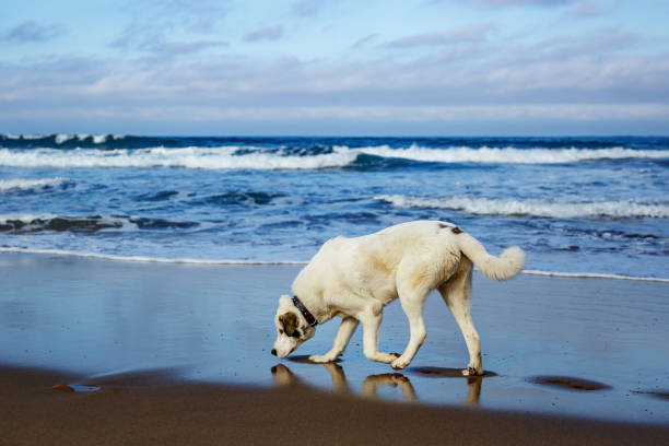 istock Dog running along the sandy beach. 1396244686