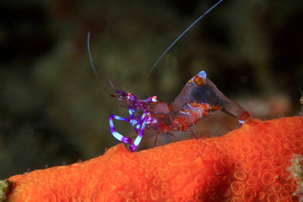 istock Commensal shrimps Periclimenes aesopius 1396244731