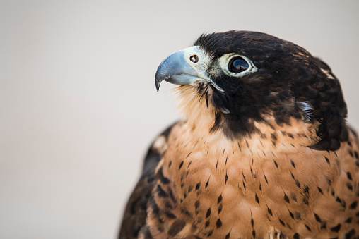 Eurasian buzzard jumping