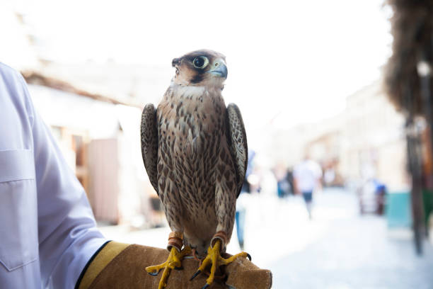 Arabian Falcon close-up shot. Doha,Qatar, May 01,2022:  Arabian falcons are used for hunting but also as a pet in the Gulf countries. saker stock pictures, royalty-free photos & images