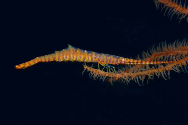 istock Saw blade shrimp or Tozeuma armatum 1396245398
