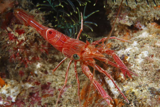 istock Durban dancing shrimp or Rhynchocinetes durbanensis 1396245940