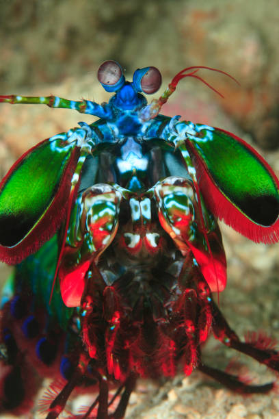 istock Mantis shrimp or Odontodactylus scyllarus 1396246040