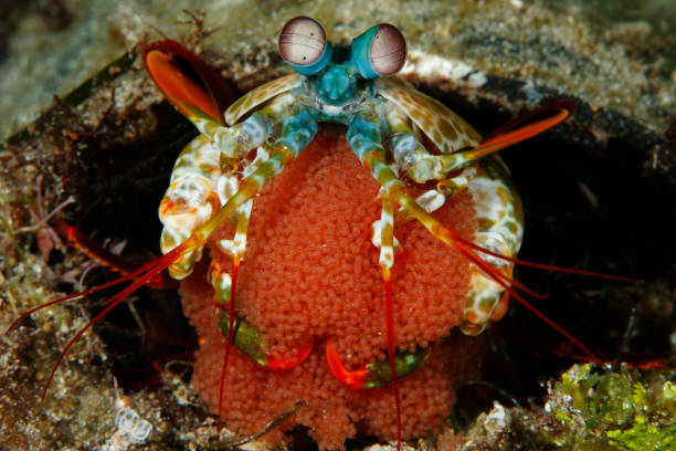 istock Mantis shrimp or Odontodactylus scyllarus 1396246600