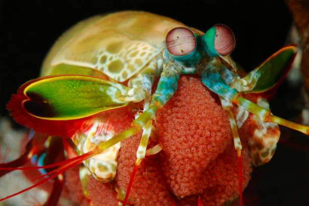 istock Mantis shrimp or Odontodactylus scyllarus 1396246608