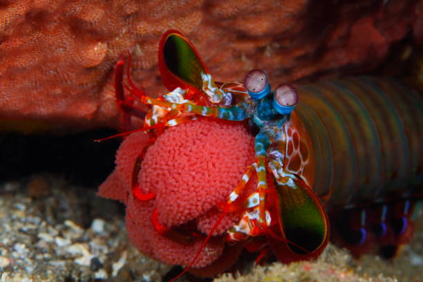 istock Mantis shrimp or Odontodactylus scyllarus 1396246629