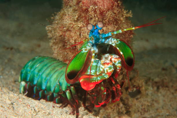 istock Mantis shrimp or Odontodactylus scyllarus 1396246630