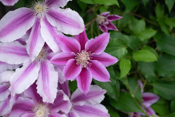 istock Pink clematis flowers in bloom 1396246642