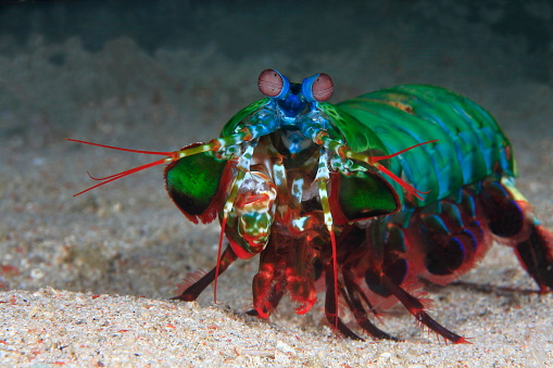 Portrait  of a Smashing mantis shrimp facing the camera