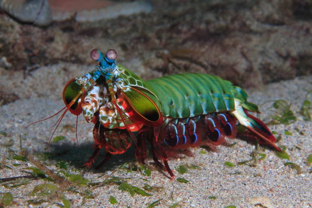 istock Mantis shrimp or Odontodactylus scyllarus 1396246725