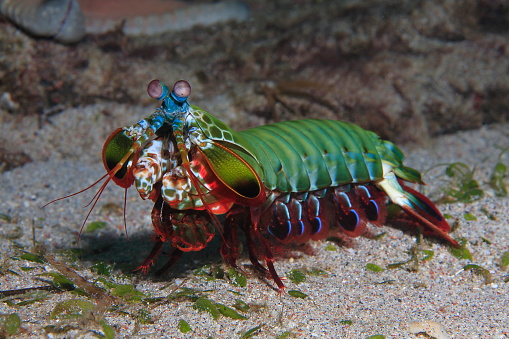 Smashing mantis shrimp over the sandy bottom profile view