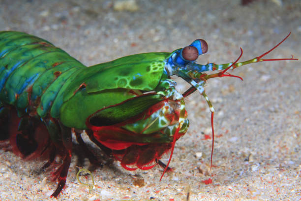 istock Mantis shrimp or Odontodactylus scyllarus 1396246727