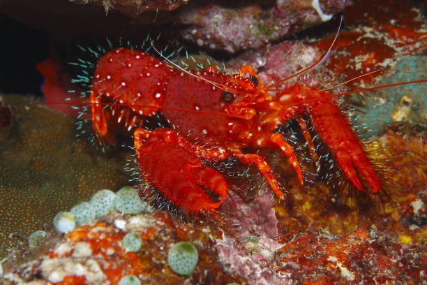 Red hairy reef lobster ,close to the entrance of his cave below reef overhang .