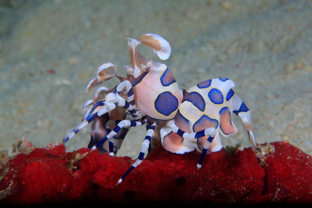 istock Harlequin shrimp or Hymenocera picta 1396247234