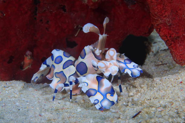 istock Harlequin shrimp or Hymenocera picta 1396247244