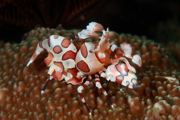 istock Harlequin shrimp or Hymenocera picta 1396247248