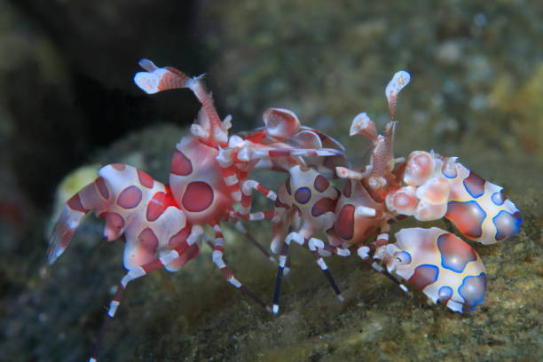 istock Harlequin shrimp or Hymenocera picta 1396247321