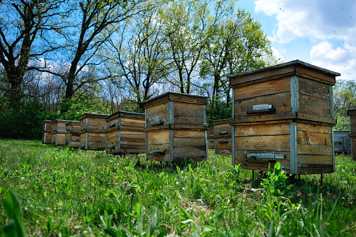 Apiary. Old wooden hives stand on the edge of the spring forest. Ecologically clean beekeeping. Wooden beehive and bees