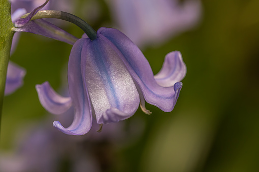 Bluebell in all it glory