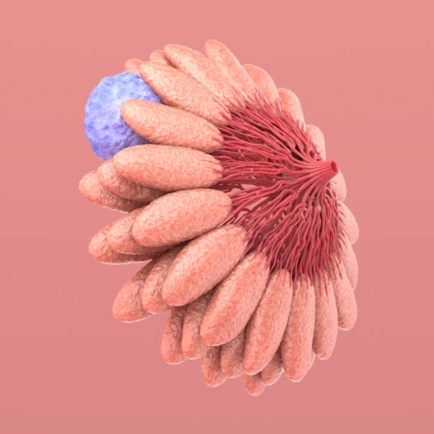 Breast Cancer, Anatomy of the Breast. 3D illustration stock photo