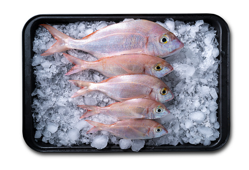 Common Pandora Snapper fish sparidae group in a row in an ice cubes ice tray isolated on white background