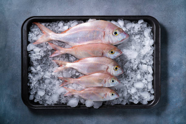gruppo sparidae di pesce pandora snapper comune in fila in un vassoio di ghiaccio a cubetti di ghiaccio su grigio - fish catch of fish seafood red snapper foto e immagini stock
