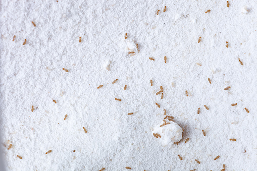 Booklice or barklice feeding in flour. Little Liposcelis bostrychophila in order Psocoptera. Small brown Trogium pulsatorium, common booklouse on domestic kitchen. Food pest macro life top view