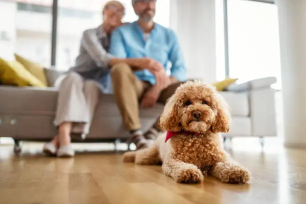 Photo of Portrait of a cute brown toy poodle at home, daytime, indoors.