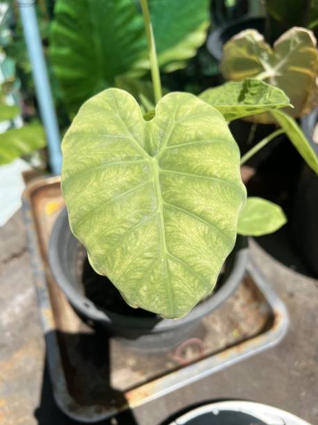 istock Caladium tree in nature garden 1396251068