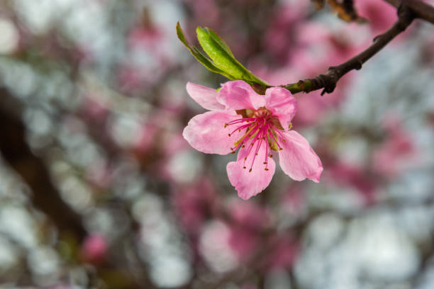 Peach Flower blooming against blue background in a horisontal photo. Prunus persica Peach trees typically bloom in spring, stone fruit flower blosom. The specific name persica refers to its widespread cultivation in Persia (modern-day Iran), from where it was transplanted to Europe. It belongs to the genus Prunus which includes the cherry, apricot, almond and plum, in the rose family. The peach is a deciduous tree or tree like shrub that may very rarely grow to as much as 10 meters tall, but is more typically 3 m with large specimens reaching 4 m. The spread of the crown is similar to the height, ranging from 3 to 4 m. They never produce suckers or have thorns. Unlike with apples the size of peach trees is not generally controlled by dwarfing rootstocks in commercial orchards.