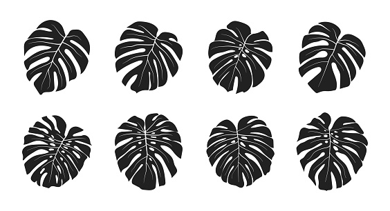 Tropical monstera palm leaf black silhouettes. Vector illustration