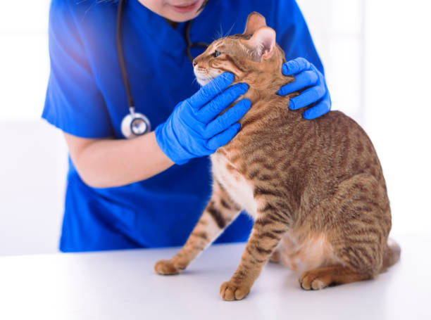 istock Veterinarian examining cute cat  in clinic 1396257993