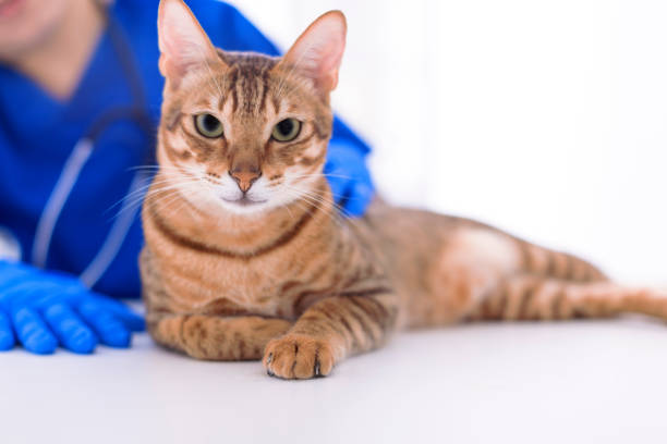 Veterinarian examining cute cat in clinic