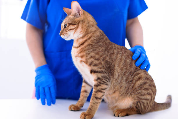 istock Veterinarian examining cute cat in clinic 1396258002