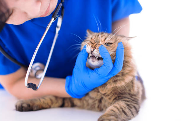 veterinarian examining cute cat teeth in clinic - vet domestic cat veterinary medicine stethoscope imagens e fotografias de stock