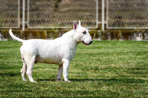 White Bull terrier show dog posing. Mini bullterrier