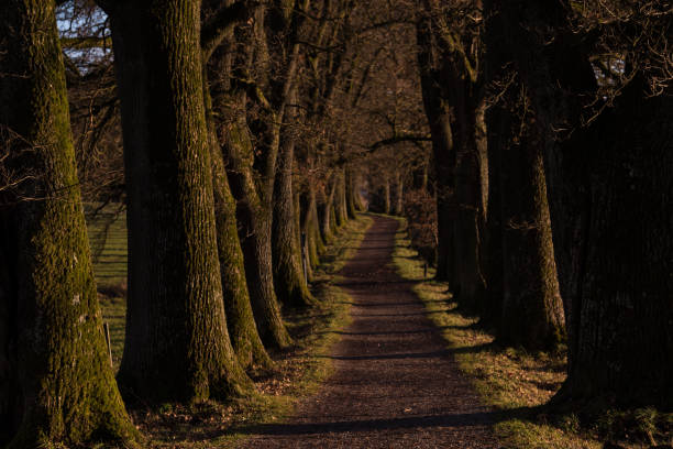Ebersberg, Germany-March 10,2022 : Promenade along the Egglburger see (lake) along an alley of oaks in winter, a destination near Ebersberg, Upper Bavaria.