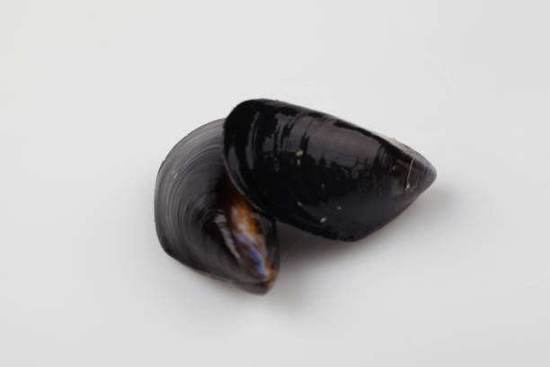 istock Mussels,Seafood 1396259860