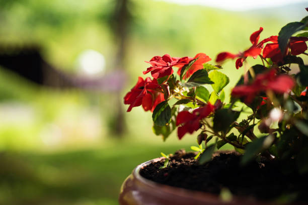 red flowers in flowerpot on house window. Selective focus.