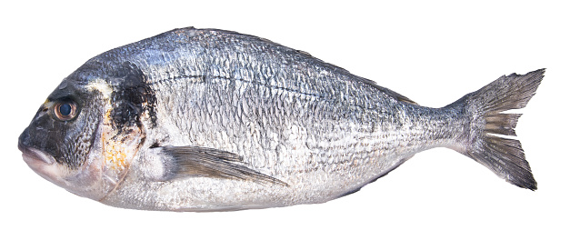 perch fish on white background